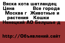 Вяска кота шатландец › Цена ­ 1 000 - Все города, Москва г. Животные и растения » Кошки   . Ненецкий АО,Белушье д.